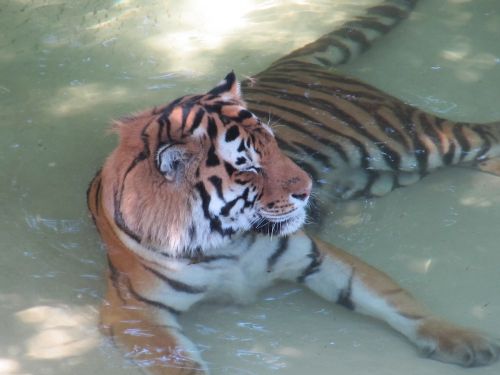 tiger water wildlife