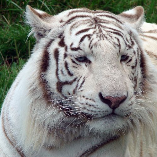 tiger white nature