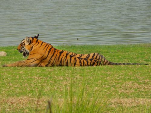 tiger wild animal