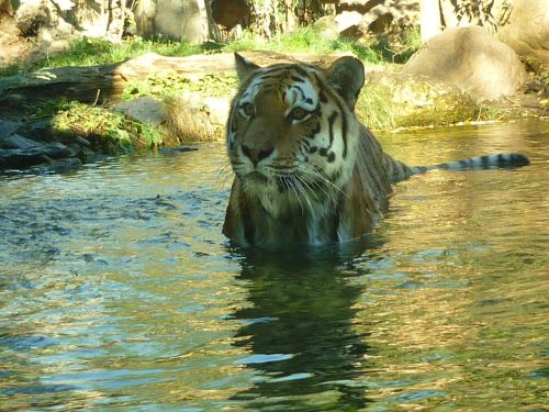 tiger water predator