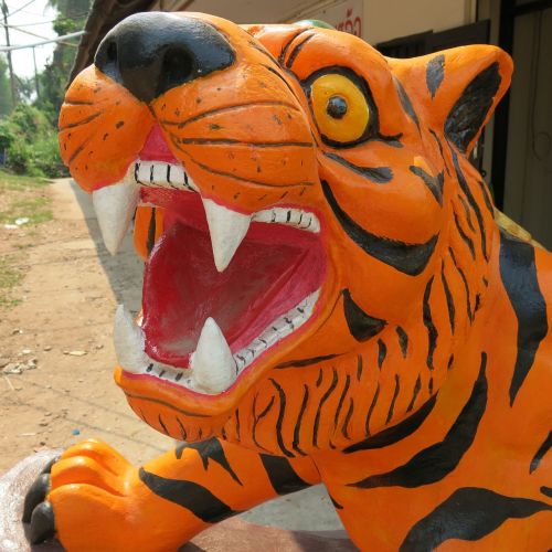 tiger thailand animal