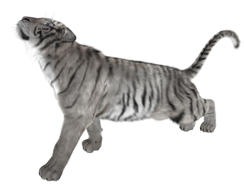 tiger cat predator