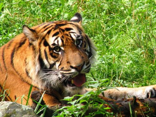 tiger animal world cat