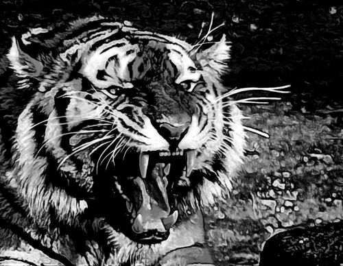 tiger roar tooth