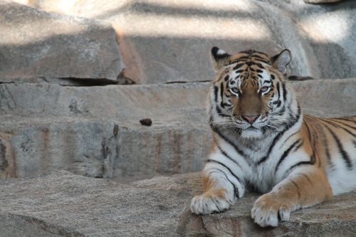 tiger zoo cat