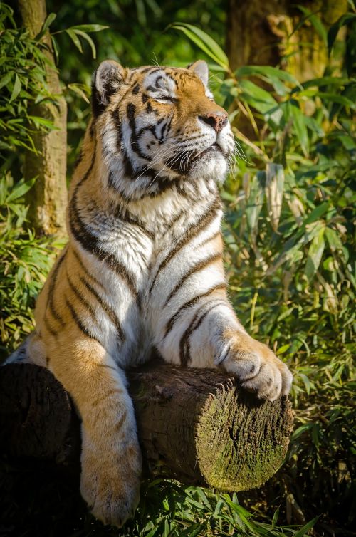 tiger stripes animal