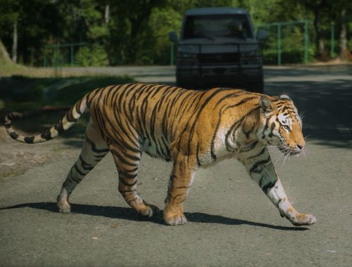 tiger varallo pombia imposing