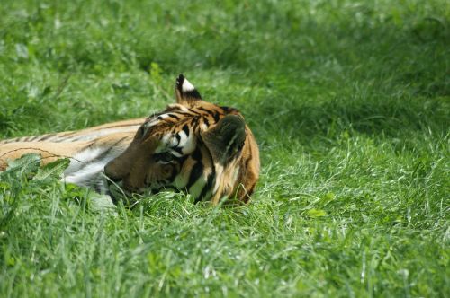 tiger it lies grass