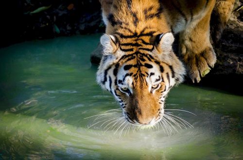tiger drinking pool