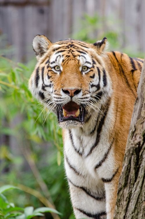 siberian tiger feline big cat