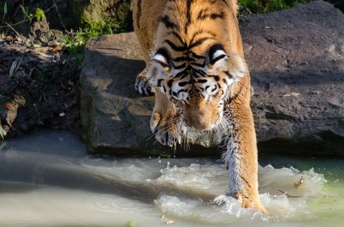 tiger water pool