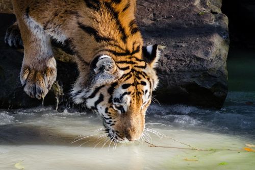 tiger drinking pool