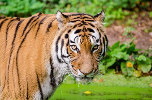 tiger looking big cat