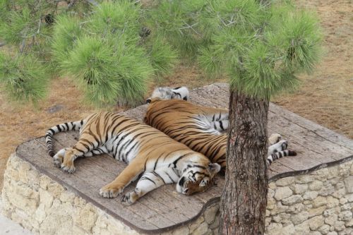 tigers zoo sleep
