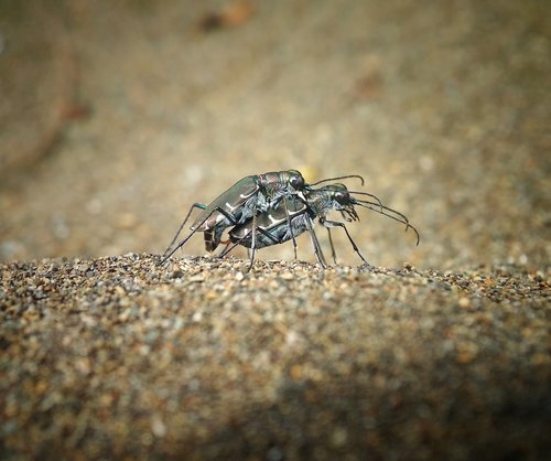 tiger beetle  matings  insect