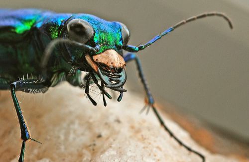 tiger beetle insect macro