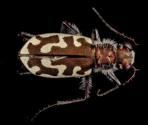 tiger beetle insect wildlife