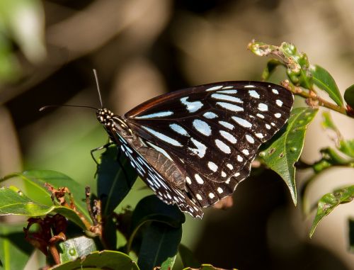 tiger blue butterfly butterfly black