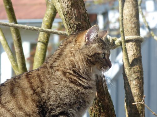 tiger cat fluffy profile