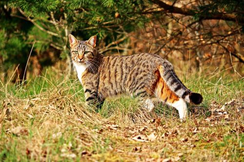 tiger cat cat mieze