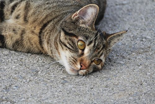 tiger cat close cat