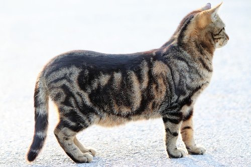 tiger cat  pet  cute