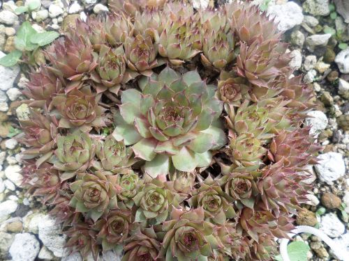 tiger claw plants a fleshy plant