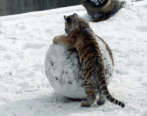 tiger cub snow winter