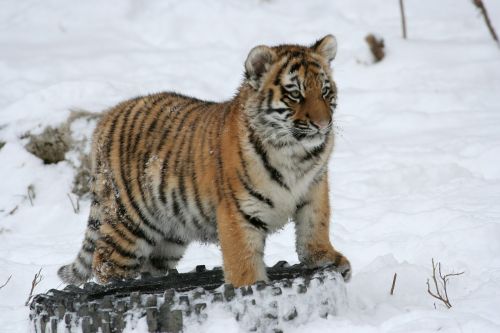 tiger cub snow winter