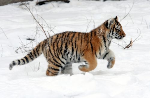 tiger cub running tiger