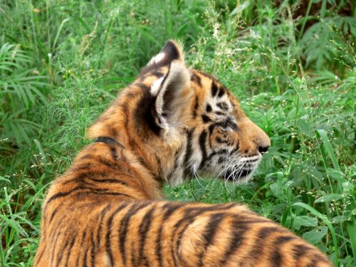 Tiger Cub Turning