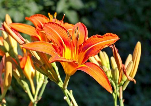 tiger day lilies flowers blooming