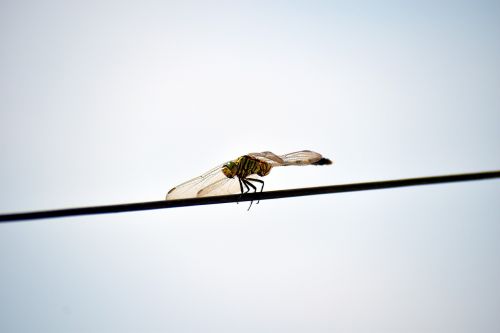 tiger dragonfly australian tiger dragonfly