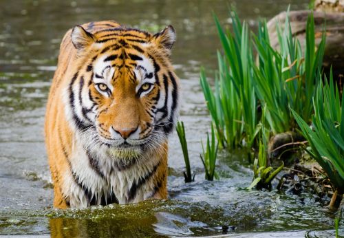 Tiger In The Water