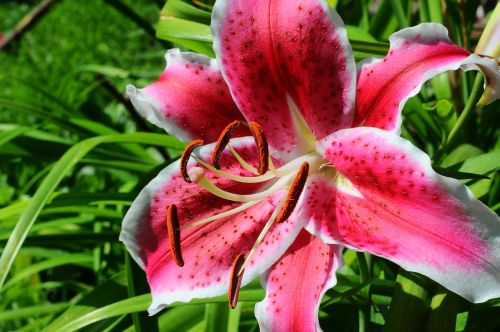 tiger lilies macro shooting safranbolu