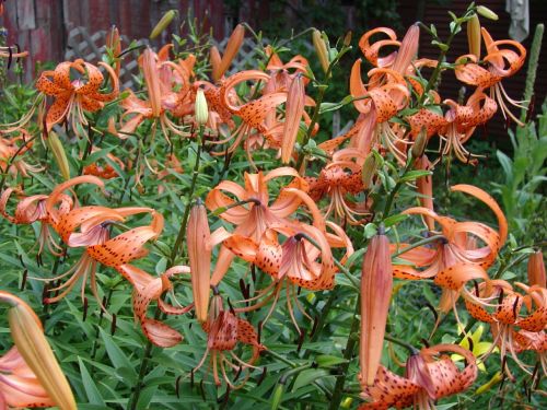 tiger lilies lilies nature