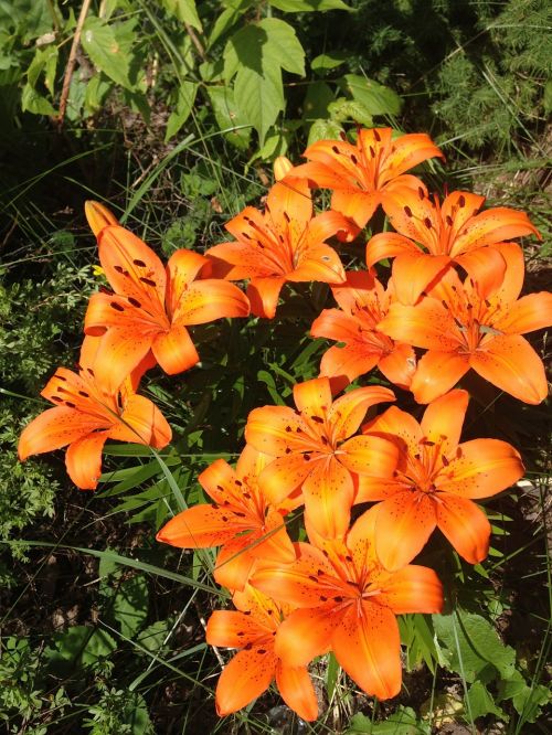 tiger lillies flowers fauna