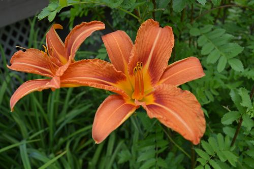 tiger lily lily orange