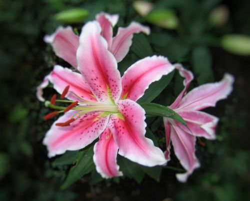 tiger lily flower spring