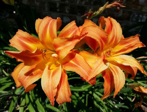 tiger lily tiger lilies summer