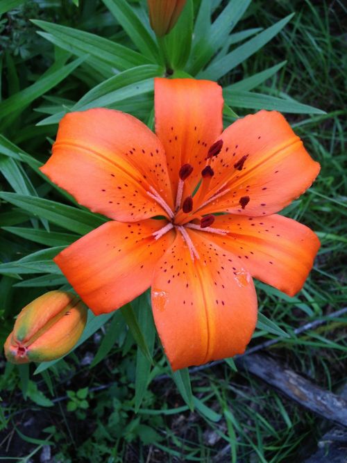 tiger lily flower daylily