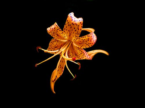 tiger lily orange flower
