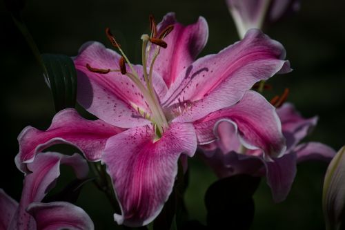 tiger lily flower nature