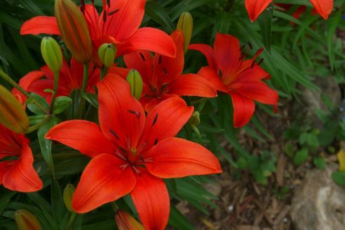 tiger lily flowers spring