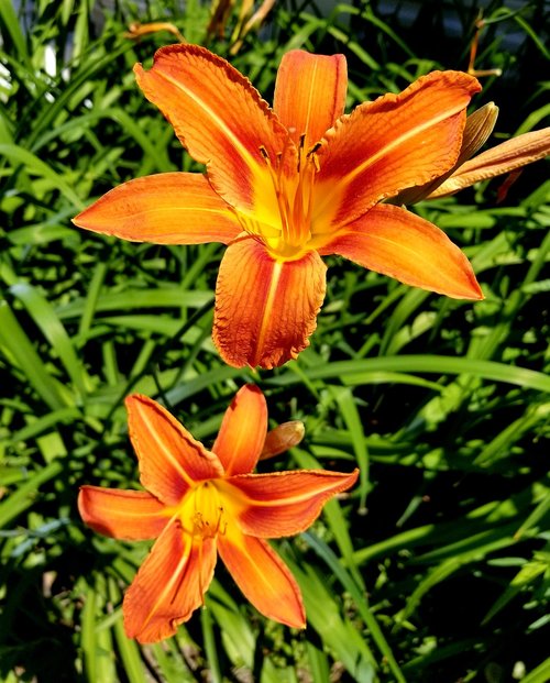 tiger lily  lily  flower