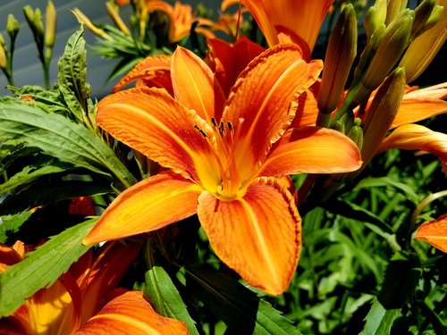 tiger lily  lily  orange