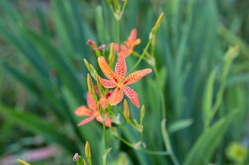 tiger lily  flower  or