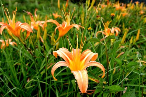 tiger lily flower flower sea of flowers