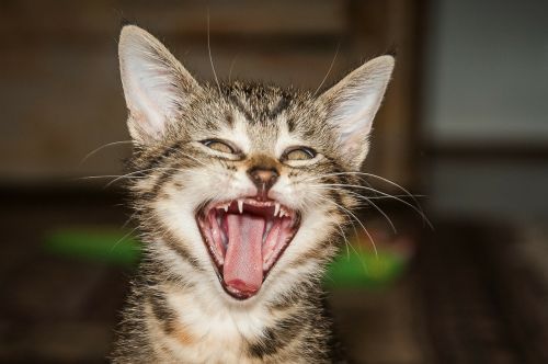 tiger room cat yawn