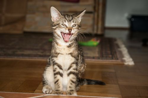 tiger room cat yawn